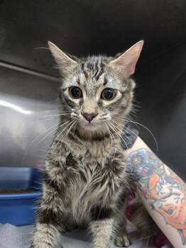 Domestic Medium Hair Cats Available for Adoption in Killeen, Texas - ELEANOR | PetCurious
