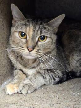 Rescue Domestic Short Hair Cats for Adoption in Philadelphia, Pennsylvania - Farfalle | PetCurious