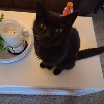 Rescue Domestic Short Hair Cats for Adoption - Baby Os 1023 | PetCurious