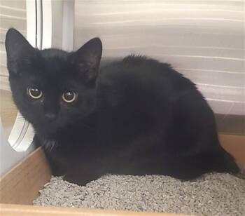 BUBBLE -  Domestic Short Hair Cat for Adoption in St. Louis, Missouri - BUBBLE | PetCurious