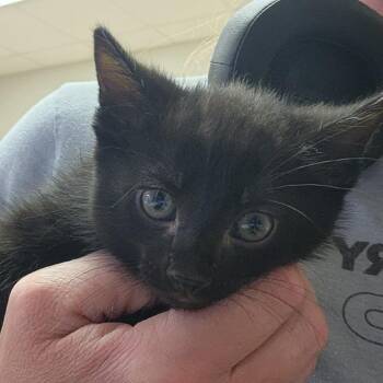 Blake 051402U -  Domestic Short Hair Cat for Adoption in Tupelo, Mississippi - Blake 051402U | PetCurious