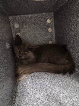Trivette -  Domestic Long Hair Cat for Adoption in Athens, Tennessee - Trivette | PetCurious