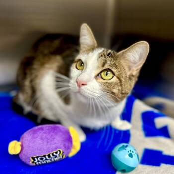 Domestic Short Hair Cats Available for Adoption - Casper- #50480 | PetCurious