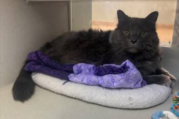 Domestic Long Hair Cats Available for Adoption - Smokey | PetCurious