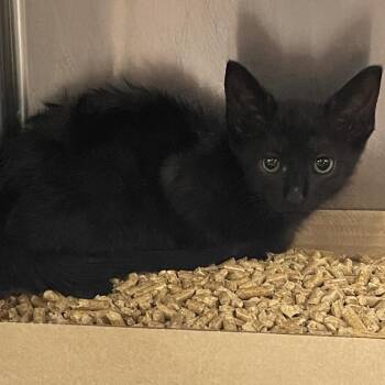 Vidia -  Domestic Short Hair Cat for Adoption in Donalsonville, Georgia - Vidia | PetCurious