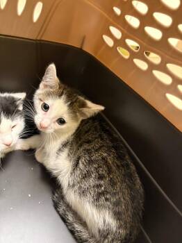 Millie Bean -  Domestic Short Hair Cat for Adoption in Crossville, Tennessee - Millie Bean | PetCurious