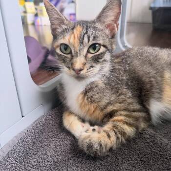 Helvetica -  Domestic Short Hair Cat for Adoption in Orlando, Florida - Helvetica | PetCurious