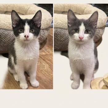 Nina & Nicole -  American Shorthair Cat for Adoption in East Orange, New Jersey - Nina & Nicole | PetCurious