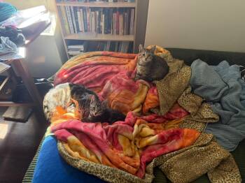 Gizmo -  Domestic Short Hair Cat for Adoption in Jersey City, New Jersey - Gizmo | PetCurious