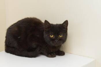 Bombay Cats Available for Adoption - Xander | PetCurious