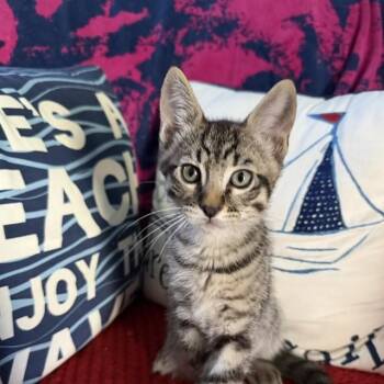 MOJITO -  Domestic Short Hair Cat for Adoption in Auburn, California - MOJITO | PetCurious