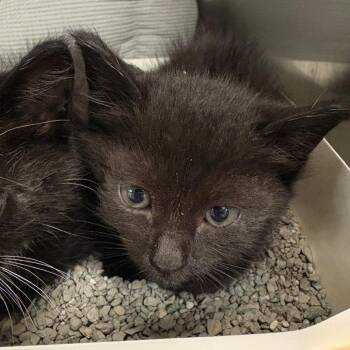 Margherita -  Domestic Short Hair Cat for Adoption in Royse City, Texas - Margherita | PetCurious