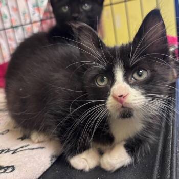 Joe -  Domestic Short Hair Cat for Adoption in Corpus Christi, Texas - Joe | PetCurious