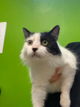 Taro -  Domestic Medium Hair Cat for Adoption in Delson, Quebec - Taro | PetCurious