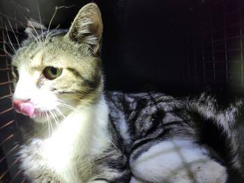 KITTENSTIEN -  Domestic Short Hair Cat for Adoption in San Antonio, Texas - KITTENSTIEN | PetCurious
