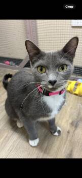 Rescue Domestic Short Hair Cats for Adoption in St. Louis, Missouri - Klara Valentine | PetCurious