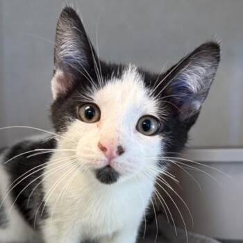 Claus -  Domestic Short Hair Cat for Adoption in Lansing, Michigan - Claus | PetCurious