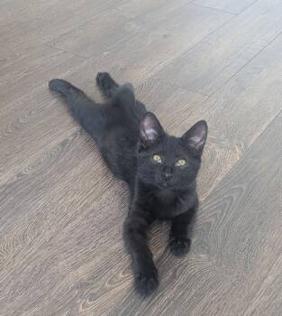 Mango -  Domestic Short Hair Cat for Adoption in Burnaby, British Columbia - Mango | PetCurious