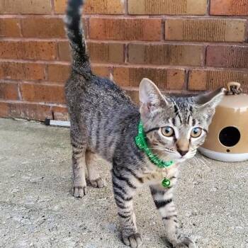 Curious -  Domestic Short Hair Cat for Adoption in Chicago, Illinois - Curious | PetCurious