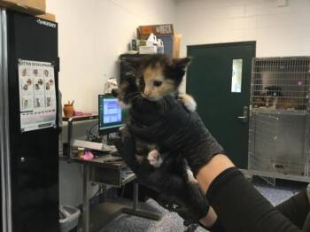 A1916039 -  Domestic Short Hair Cat for Adoption in Thousand Palms, California - A1916039 | PetCurious
