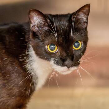 Eleven -  Domestic Short Hair Cat for Adoption in Hilton Head Island, South Carolina - Eleven | PetCurious