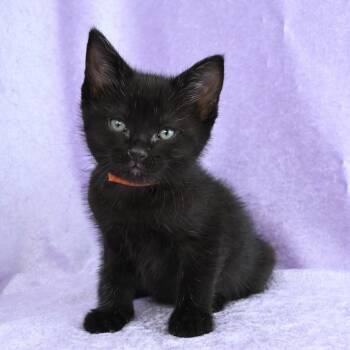 Domestic Short Hair Cats Available for Adoption in Mobile, Alabama - Hazel | PetCurious