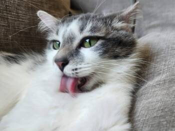 Clover -  Domestic Medium Hair Cat for Adoption in Price, Utah - Clover | PetCurious
