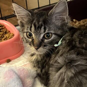 Domestic Long Hair Cats Available for Adoption - Cryptic (Mint) | PetCurious