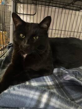 Domestic Medium Hair Cats Available for Adoption in Billings, Montana - Robin | PetCurious