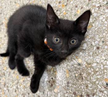 Domestic Short Hair Cats Available for Adoption - Truffle | PetCurious