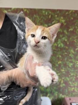 Domestic Short Hair Cats Available for Adoption in San Antonio, Texas - Aster | PetCurious