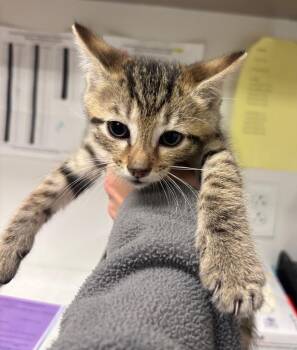 Rescue Domestic Short Hair Cats for Adoption in Greenfield, Indiana - Whiskey | PetCurious