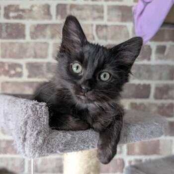 Rango -  Domestic Short Hair Cat for Adoption in Chico, California - Rango | PetCurious