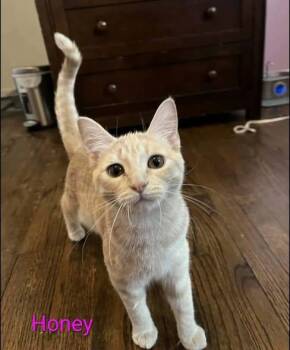 Honey -  Tabby Cat for Adoption in Westland, Michigan - Honey | PetCurious