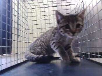 GILBERT -  Domestic Short Hair Cat for Adoption in Tulsa, Oklahoma - GILBERT | PetCurious