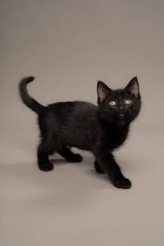 Ducky -  Domestic Short Hair Cat for Adoption in Fort Worth, Texas - Ducky | PetCurious