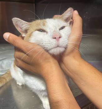 Rescue Domestic Short Hair Cats for Adoption in Philadelphia, Pennsylvania - Buddy Hobart | PetCurious