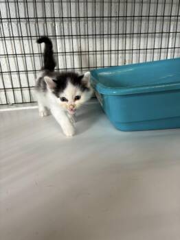 Rescue Domestic Long Hair Cats for Adoption in Clyde, Texas - Black/white Kitten | PetCurious