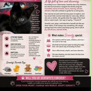 Serenity -  Domestic Short Hair Cat for Adoption in Charlottesville, Virginia - Serenity | PetCurious