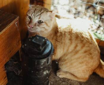 Rescue Domestic Short Hair and Scottish Fold Cats for Adoption in Quilcene, Washington - Maverick | PetCurious