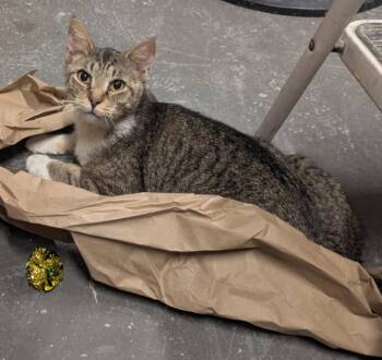 Domestic Short Hair Cats Available for Adoption in Herndon, Virginia - Lazarus (& Pink) Bonded | PetCurious