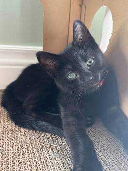 Georgie 2 -  Domestic Short Hair Cat Available for Adoption in Arthur, Ontario - Georgie 2 | PetCurious