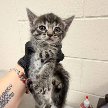 Yoplait -  Domestic Short Hair Cat for Adoption in Reno, Nevada - Yoplait | PetCurious