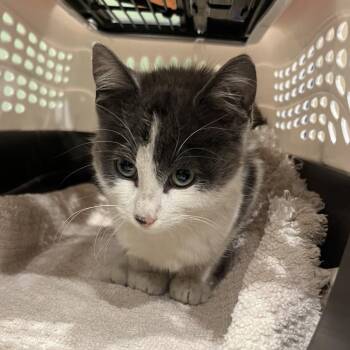 Domestic Short Hair Cats Available for Adoption - Jeepers | PetCurious