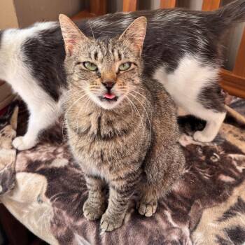 Sophie -  Domestic Short Hair Cat for Adoption in Richland, Michigan - Sophie | PetCurious
