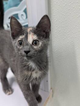 Rose -  Domestic Short Hair Cat for Adoption in Tilton, Illinois - Rose | PetCurious
