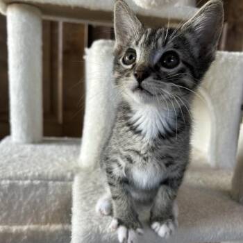 Domestic Short Hair Cats Available for Adoption in Prescott, Arizona - Apollo | PetCurious