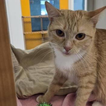 Treasure -  Domestic Short Hair Cat for Adoption in Voorhees Township, New Jersey - Treasure | PetCurious