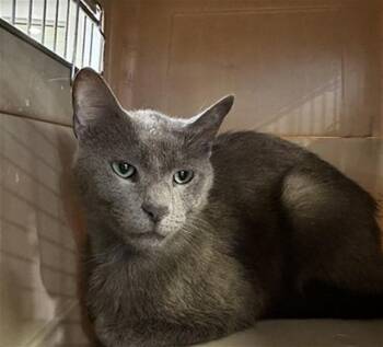 Rescue Domestic Short Hair Cats for Adoption in Brentwood, Missouri - ROOTER | PetCurious