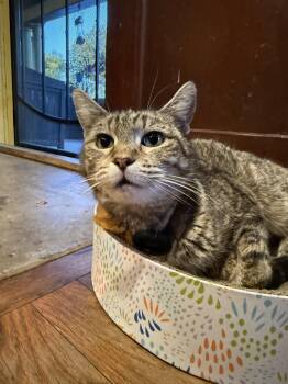 Hazel -  Domestic Short Hair Cat for Adoption in Long Beach, California - Hazel | PetCurious
